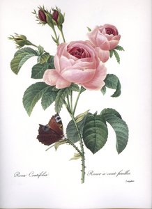 ボタニカルボード/Rosa centifolia/Pink a hundred leaves/Redoubt 作： Unbekannt