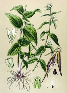 植物ボード: タメ毒オフィシナル (Vincetoxicum hirundinaria) 作： Unbekannter Künstler