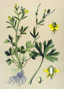 植物ボード。 静脈性（有毒）：キンポウゲまたはセロリの葉のキンポウゲ（ラナンキュラス・セレラトゥス） 作： Unbekannter Künstler
