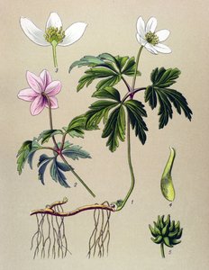 植物ボード。 有毒植物および薬用植物: アネモネ シルビーまたは森のアネモネ (アネモネ nemorosa) 作： Unbekannter Künstler