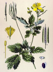 植物ボード。 有毒植物および薬用植物: Chelidoine または large chelidoine (Chelidonium majus) 作： Unbekannter Künstler