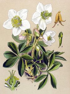 植物ボード。 有毒植物および薬用植物: クリスマス ローズ (Helleborus niger)