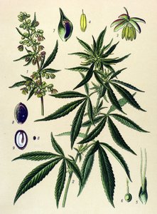 植物ボード。 有毒植物および薬用植物: ヘンプ (Cannabis sativa) 作： Unbekannter Künstler