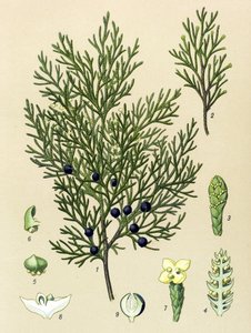 植物ボード。 有毒植物および薬用植物: セイヨウジュニパー (Juniperus sabina) 作： Unbekannter Künstler