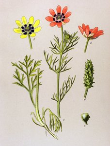 植物ボード。 有毒植物および薬用植物: 夏アドニス (Adonis aestivalis)