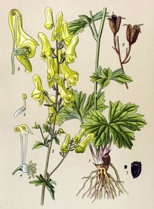 植物ボード。 有毒植物および薬用植物: オオカミ殺しまたはオオカミ殺し (Aconitum lycoctonum) 作： Unbekannter Künstler