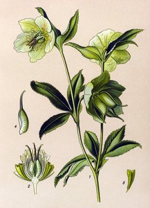 植物ボード。 有毒植物および薬用植物: 緑のヘレボルス (Helleborus viridis)