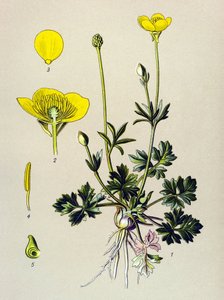 植物ボード。 有毒植物: 球根キンポウゲまたは金色の芽 (ラナンキュラス バルボサス) 作： Unbekannter Künstler