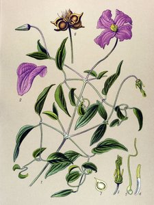 植物ボード。 有毒植物: クレマタイトの偽物または偽のつる (Clematis viticella) 作： Unbekannter Künstler