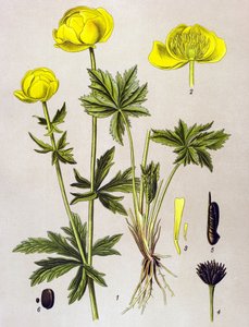 植物ボード。 有毒植物: ヨーロッパトロール (Trollius europaeus) 作： Unbekannter Künstler
