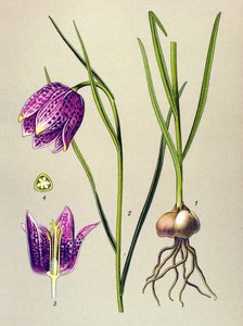 植物ボード。 有毒植物：ホロホロ鳥または「モルモット」（Fritillaria meleagris）