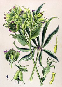 植物ボード。 有毒植物 (有毒): ヘレボルス フェチドまたはヘレボルス フェチド (Helleborus foetidus)