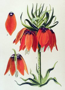 植物ボード。 蔓性植物 (有毒): imperiale fritillaria imperialis 作： Unbekannter Künstler