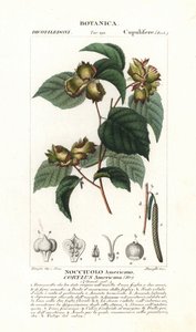 ボタニカルボード：ヘーゼルナッツとヘーゼルナッツ - 北アメリカ原産のアメリカヘーゼルナッツ、Corylus americana。1837年、Jussieuの "Dictionary of Natural Science "に掲載された手彩色銅版画。ピエール・ジャン＝フランソワ・T作画、スタンギによるエングレーヴィング。 作： Unbekannter Künstler