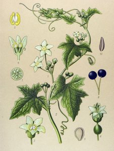 植物ボード、植物: Bryone (Bryonia alba) 作： Unbekannter Künstler