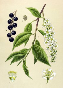 植物板・植物：サクラ（Prunus padus） 作： Unbekannter Künstler