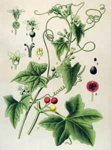 植物ボード、植物: Dioic bryone (Bryonia dioica) 作： Unbekannter Künstler
