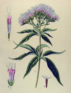 植物ボード、植物: 麻の葉のユーパトリウム (Eupatorium cannabinum) 作： Unbekannter Künstler