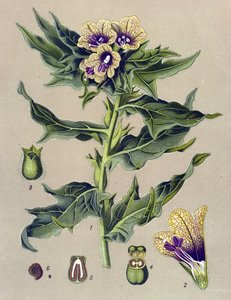 ボタニカルボード、植物：黒縁（Hyoscyamus niger） 作： Unbekannter Künstler