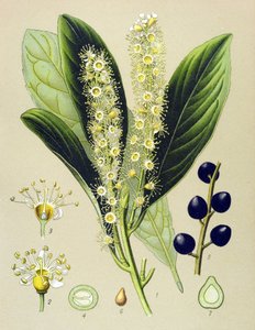 植物ボード、植物: チェリーベイ (Prunus Laurocerasus)