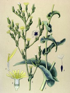 植物ボード、植物: 鉄レタスまたはワイルドレタス (Lactuca virosa) 作： Unbekannter Künstler