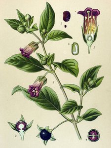 植物ボード、ラ ベラドンナ (Atropa belladonna) の植物