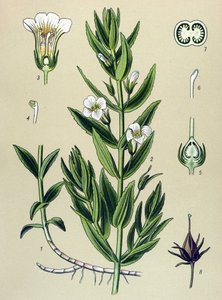 植物ボード、植物: gratiole officinale (Gratiola officinalis)