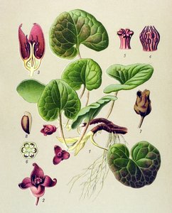 植物委員会、有毒および薬用植物: ヨーロッパのアサレット (Asarum europaeum) 作： Unbekannter Künstler