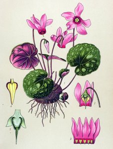 植物ボード、有毒および薬用植物: Cyclamen purpurascens、Cyclamen europaeum 作： Unbekannter Künstler