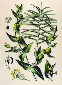 植物ボード、有毒および薬用植物: Euphorbia epurge (Euphorbia lathyris)