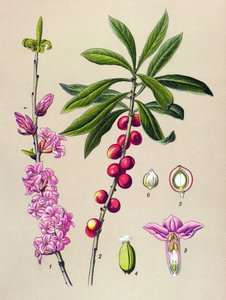 植物ボード、有毒および薬用植物: プリティウッド (Daphne Mezereum) 作： Unbekannter Künstler