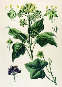植物ボード、有毒および薬用植物: つる性ツタまたは一般的なツタ (ヘデラ ヘリックス) 作： Unbekannter Künstler