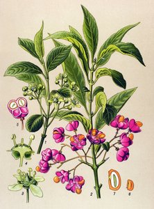植物板、有毒植物：ヨーロッパ炭（Euonymus europaeus） 作： Unbekannter Künstler