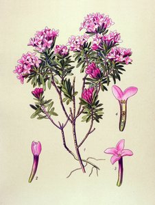 植物板、有毒植物: アルプスのラクダまたはラクダ (Daphne Cneorum)