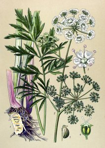 植物ボード、静脈（有毒）および薬用植物：水生ツガ（Cicuta virosa）。