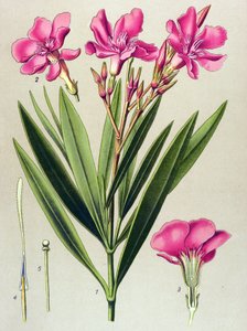 植物ボード、静脈（有毒）および薬用植物：ピンクの月桂樹の葉（キョウチクトウキョウチクトウ） 作： Unbekannter Künstler
