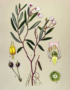 植物板、有毒植物（有毒）：アンドロメダにはポロニウムの葉があります（Andromeda polifolia） 作： Unbekannter Künstler