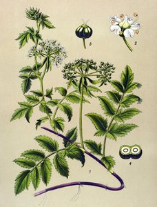 植物ボード、静脈草（有毒）：Berle（Berula angustifolia） 作： Unbekannter Künstler