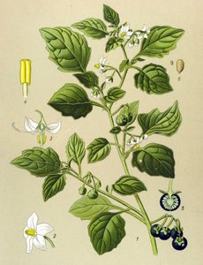 植物ボード、静脈草（有毒）：クロナイトシェード（Solanum nigrum）