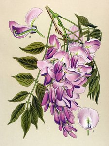 植物板、有毒植物（有毒）：中国グリシン（Wisteria chinensis）