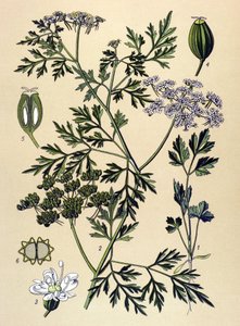 植物ボード、静脈草（有毒）：イヌパセリまたはフェイクパセリ（Aethusa cynapium） 作： Unbekannter Künstler