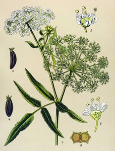 植物ボード、静脈草（有毒）：Great Berle（Sium latifolium） 作： Unbekannter Künstler