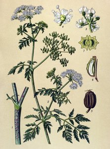 植物ボード、静脈草（有毒）：ヘムロック（Conium maculatum） 作： Unbekannter Künstler