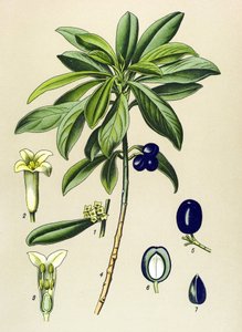植物ボード、静脈草（有毒）：月桂樹（Daphne Laureola） 作： Unbekannter Künstler