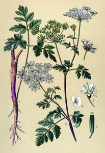 植物ボード、静脈草（有毒）：リーニングチャービル（Chaerophyllum temulum） 作： Unbekannter Künstler