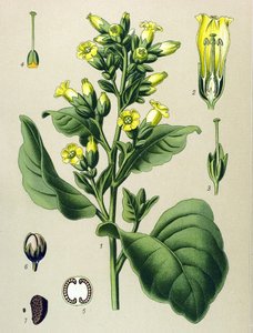 植物ボード、静脈草（有毒）：マパチョホワイトタバコ（ニコチアナ・ルスティカ）（ニコチアナ・タバカム）