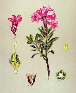 植物ボード、静脈草（有毒）：Rhododendron cilie（Rhododendron hirsutum） 作： Unbekannter Künstler