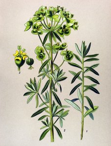 植物ボード、静脈草（有毒）：ラウンドユールまたはユーフォルビアペプラス（Euphorbia Peplus） 作： Unbekannter Künstler