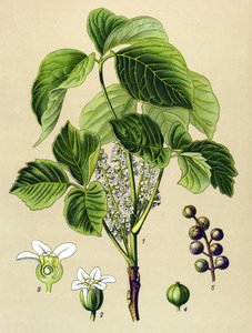 植物板、静脈草（有毒）：つるウルシ（Rhus toxicodendron） 作： Unbekannter Künstler