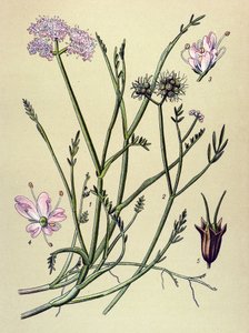 植物板、静脈草（有毒）：フィスチュラ（Oenanthe fistulosa）